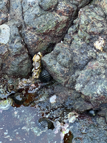 Nerita exuvia, 2026-10-04