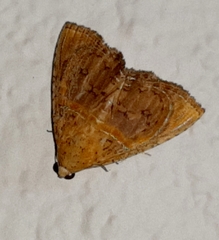 Eulepidotis bourgaulti