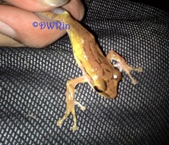 Polypedates leucomystax