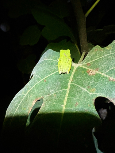 Green Treefrog