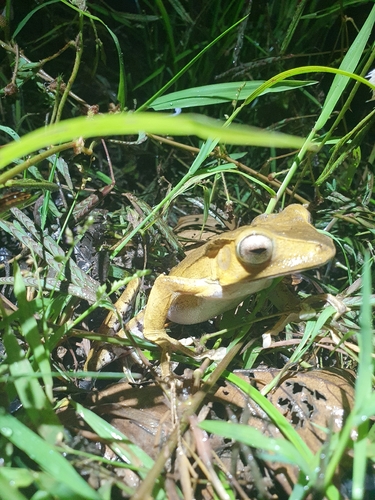 Polypedates otilophus, 2026-10-03