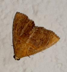 Eulepidotis bourgaulti