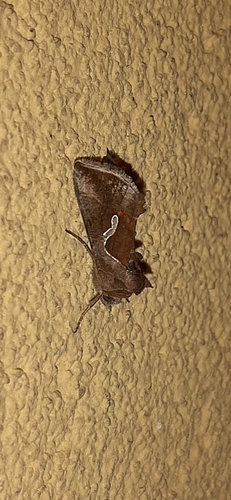 Dewick's Plusia