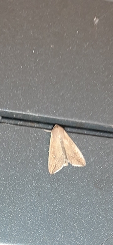 Armyworm Moth
