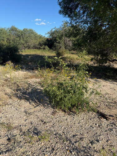 Senna hirsuta observed 2026-10-03