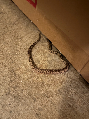 Gopher Snake seen in Sonoma Valley