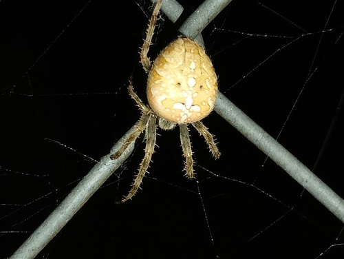 Cross Orbweaver