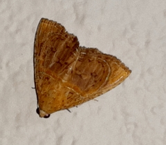 Eulepidotis bourgaulti
