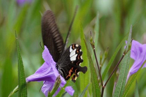 Red Helen Swallowtail