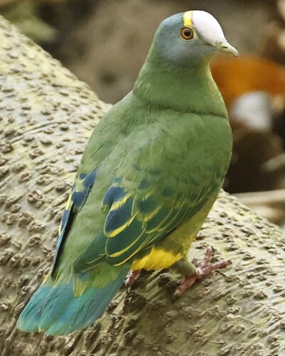 Ptilinopus coronulatus observed 2026-09-21