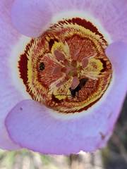 Calochortus vestae