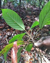 Baccaurea macrocarpa