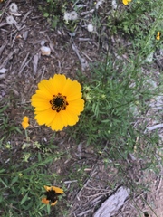 Coreopsis basalis