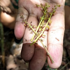 Baccaurea macrocarpa