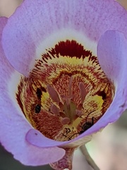 Calochortus vestae