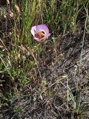 Calochortus vestae