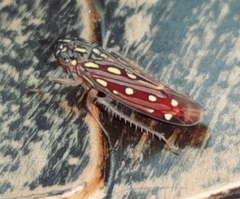 Image of Apogonalia fractinota