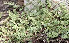 Cheilanthes sieberi