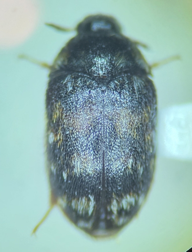 Lanorus perplexus