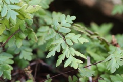 Cheilanthes sieberi