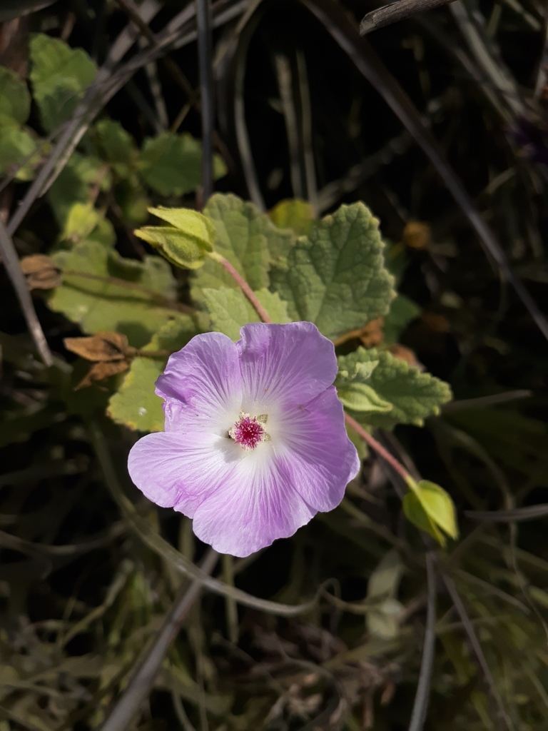 Palaua moschata