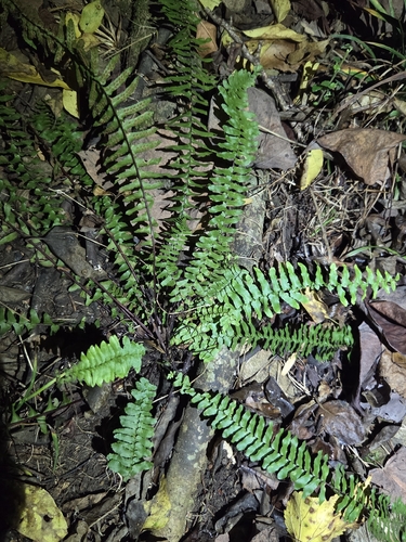 ebony spleenwort