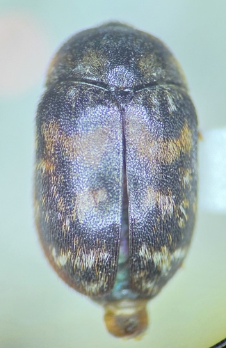 Lanorus perplexus