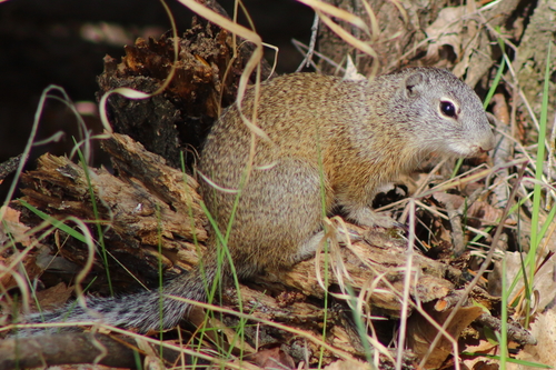 Franklin's Ground Squirrel