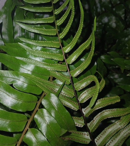Nephrolepis biserrata observed 2026-10-05