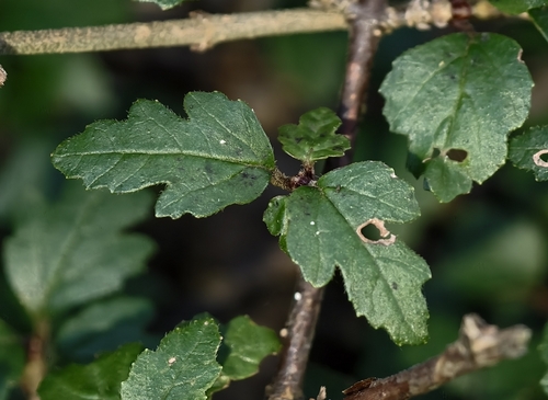 Viburnum parvifolium observed 2026-10-01