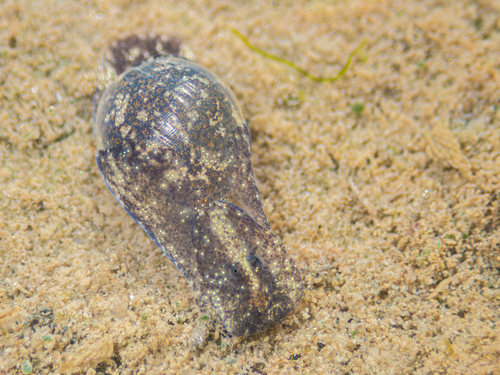 Haminoea vesicula, 2026-10-03