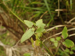 Clematis cunninghamii