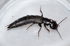 Tasgius melanarius