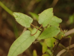 Clematis cunninghamii