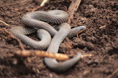 Atractus lasallei