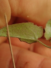 Clematis cunninghamii
