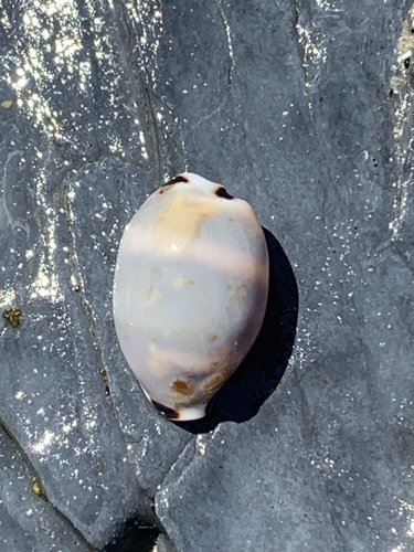 Cypraea hirundo observed 2026-10-06