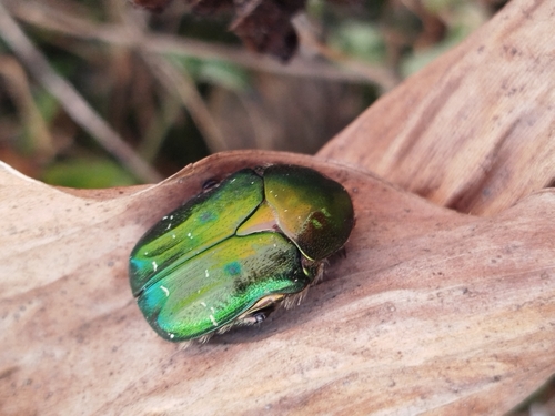 European Rose Chafer