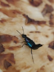 Philonthus caeruleipennis