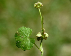 Hydrocotyle pterocarpa