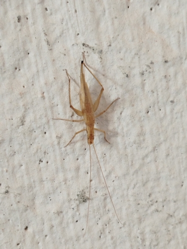 Italian Tree Cricket