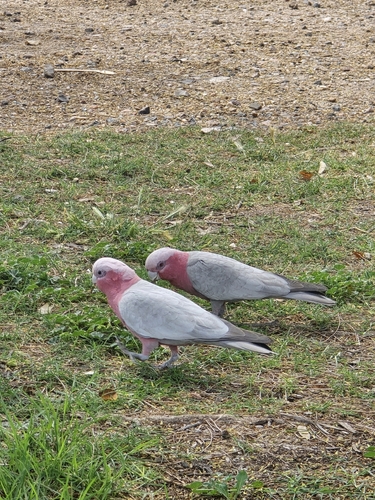 Galah