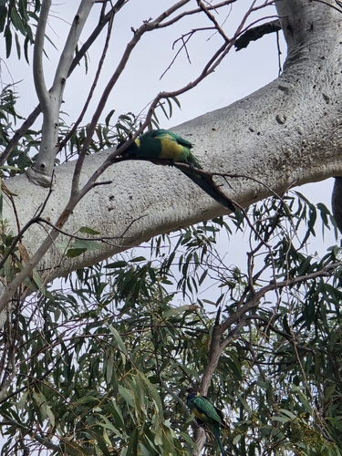 Australian Ringneck
