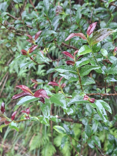 Eurya japonica observed 2026-10-06