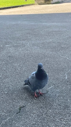 Feral Pigeon