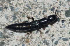 Thyreocephalus orthodoxus