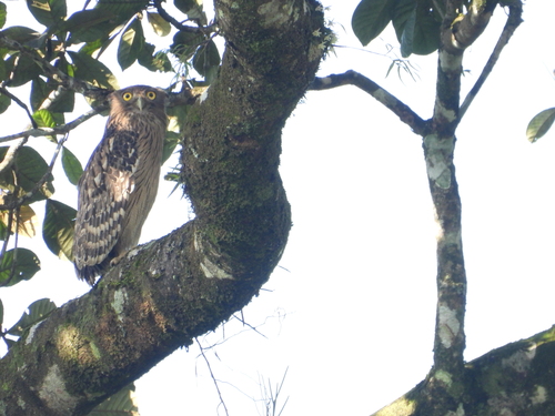 Ketupa zeylonensis, 2026-10-06