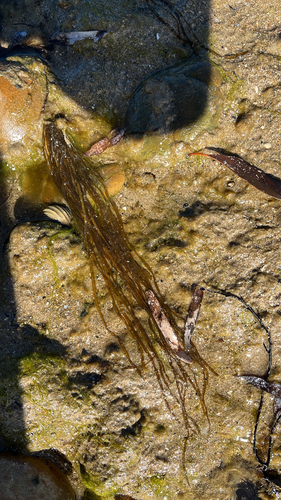 Scytosiphon lomentaria observed 2026-10-06