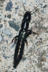 Thyreocephalus orthodoxus