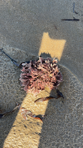 Jania rosea observed 2026-10-06